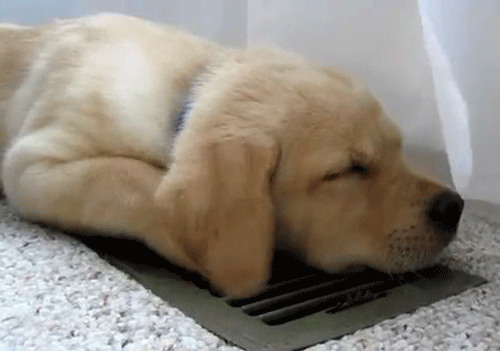 puppy on air vent