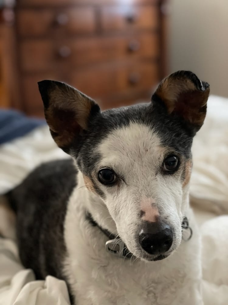 Remembering Chester